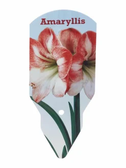 Kukkasipulit & Siemenet|No Brand Amaryllis 40/+ -kukkasipuli PINK-WHITE