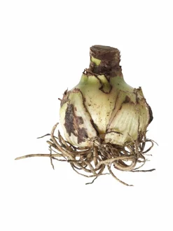 Kukkasipulit & Siemenet|No Brand Amaryllis 40/+ -kukkasipuli PINK-WHITE