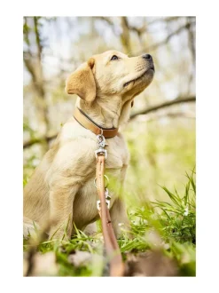 Kaulapannat Ja Talutushihnat|Laboni Amici kaulapanta + hihna setti - KONJAKKI