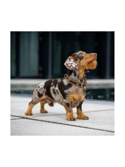 Kaulapannat Ja Talutushihnat|Laboni Bavaria kaulapanta ja hihna - Ruskea & vihreä RUSKEA & VIHREÄ