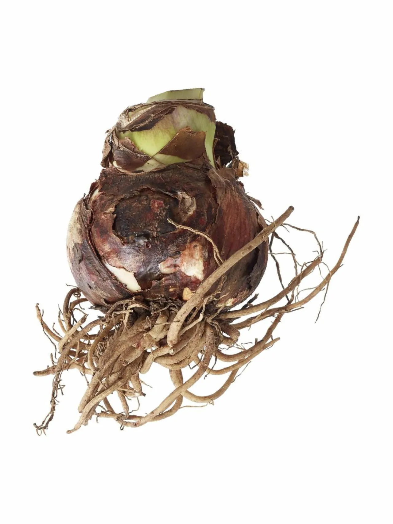 Kukkasipulit & Siemenet|No Brand Cherry Nymph Amaryllis -kukkasipuli