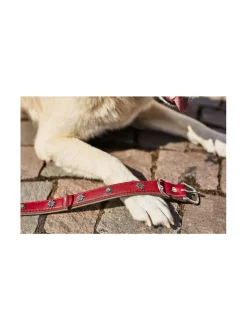 Kaulapannat Ja Talutushihnat|Laboni Edelweiss kaulapanta