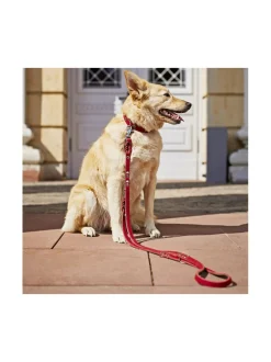 Kaulapannat Ja Talutushihnat|Laboni Edelweiss kaulapanta