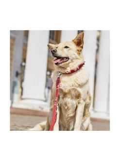 Kaulapannat Ja Talutushihnat|Laboni Edelweiss kaulapanta