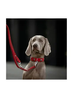 Kaulapannat Ja Talutushihnat|Laboni Edelweiss kaulapanta