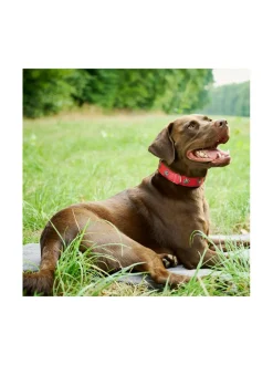 Kaulapannat Ja Talutushihnat|Laboni Edelweiss kaulapanta