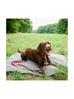 Kaulapannat Ja Talutushihnat|Laboni Edelweiss kaulapanta ja talutushihna