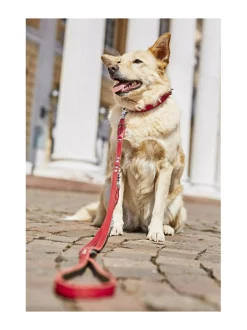 Kaulapannat Ja Talutushihnat|Laboni Edelweiss kaulapanta ja talutushihna