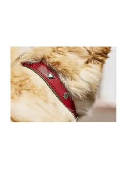 Kaulapannat Ja Talutushihnat|Laboni Edelweiss kaulapanta ja talutushihna