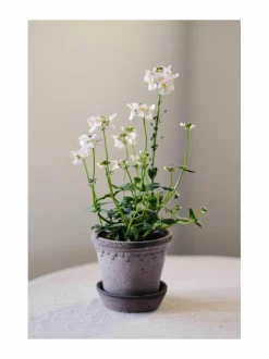 Ruukut & Istutusastiat|Bergs Potter Københavner-ruukku Ø 14 cm GREY