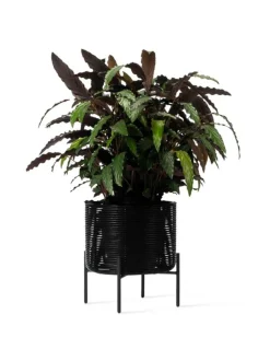 Ruukut & Istutusastiat|Vincent Sheppard Kukkateline Ivo, M, Black