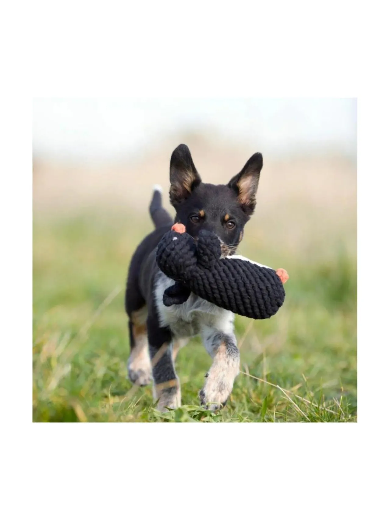 Koiran Lelut|Laboni Lelupaketti #4 - Poldi, Kalli, Kurt