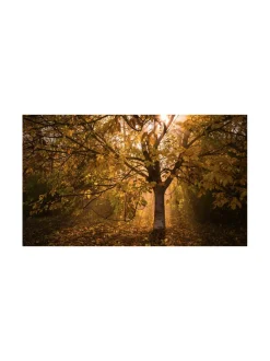 Audio|Meze Audio 109 Pro sankakuulokkeet, tumma pähkinä