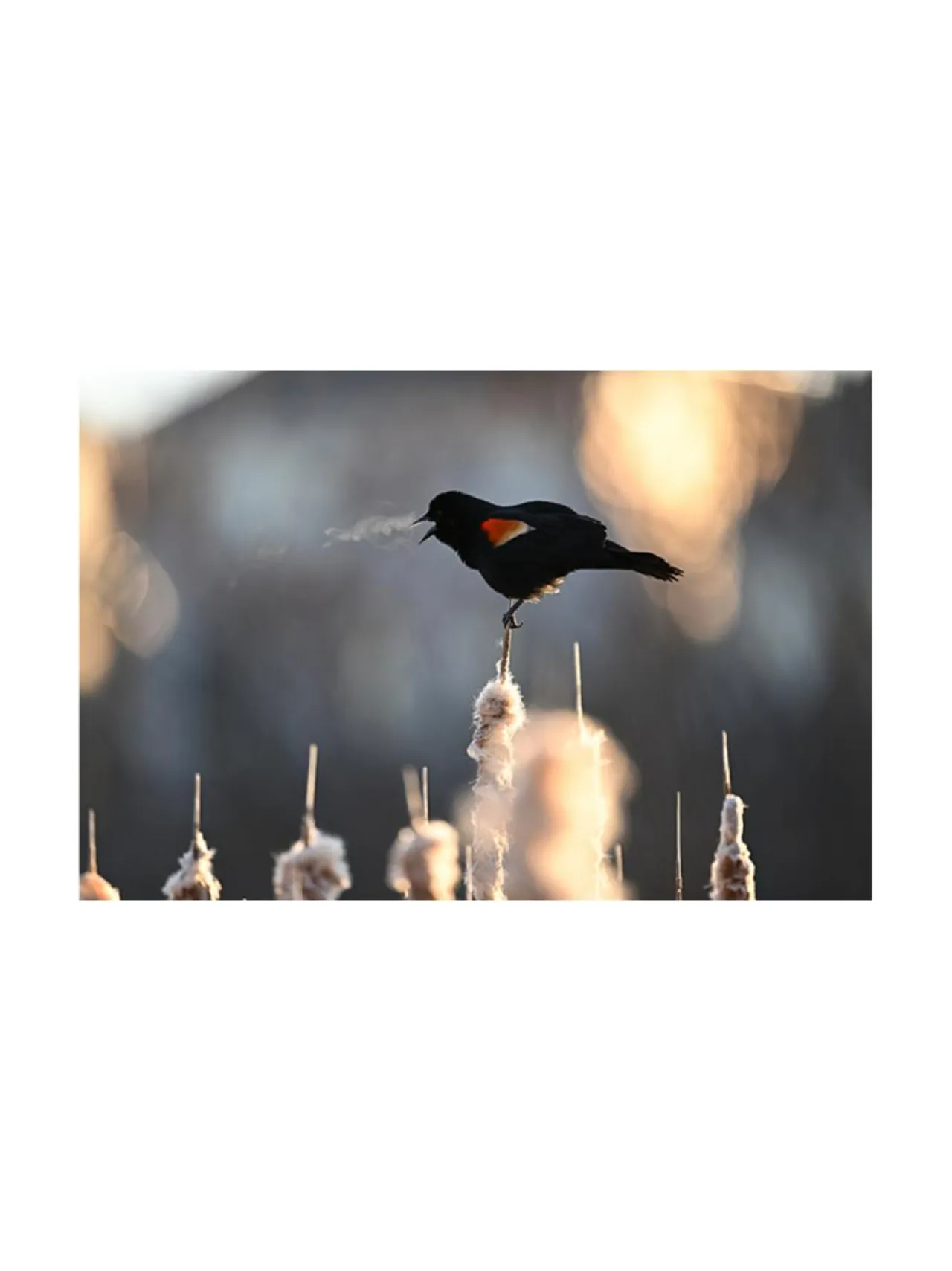 Kamerat|Nikon Nikkor Z 400mm f/4.5 VR S -objektiivi