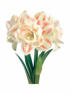 Kukkasipulit & Siemenet|No Brand Nymph Amaryllis -kukkasipuli