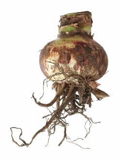 Kukkasipulit & Siemenet|No Brand Nymph Amaryllis -kukkasipuli