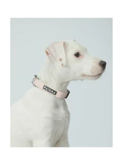 Kaulapannat Ja Talutushihnat|PAIKKA Glow Collar Pale Pink