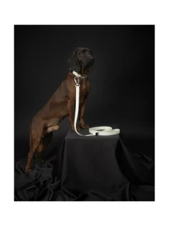 Kaulapannat Ja Talutushihnat|PAIKKA Glow Leash