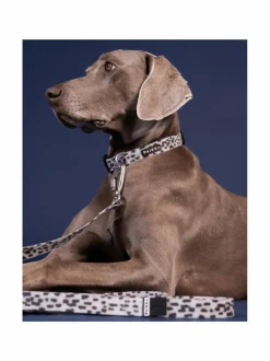 Kaulapannat Ja Talutushihnat|PAIKKA Glow Leash 2.0 WHITE