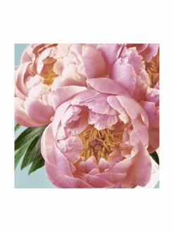 Keittiö- & Kattaustekstiilit|Paper+Design Peony -servetit 33 cm, 20 kpl PINK