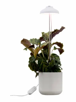 Lamput|Airam Plant Light Iris -kasvivalaisin 5W/835 240 lm WHITE