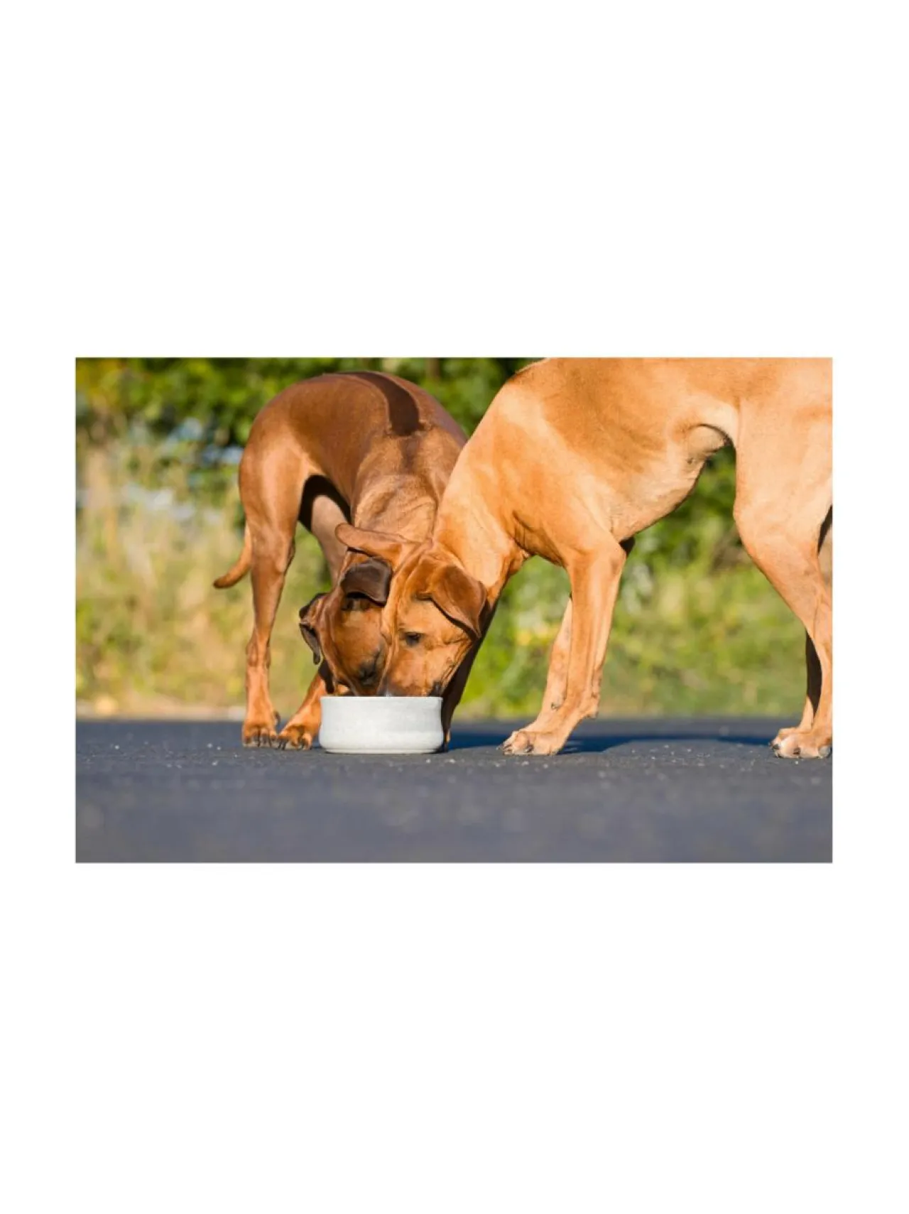 Ruokakupit Ja -Tarvikkeet|Laboni Rocky vuolukivi design ruokakulho - Tuplapakkaus