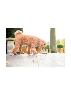 Ruokakupit Ja -Tarvikkeet|Laboni Rocky vuolukivi design ruokakulho - Tuplapakkaus