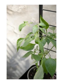 Ruukut & Istutusastiat|Eva Solo Outdoor Simply Grow tuki kasvilaatikoihin MUSTA