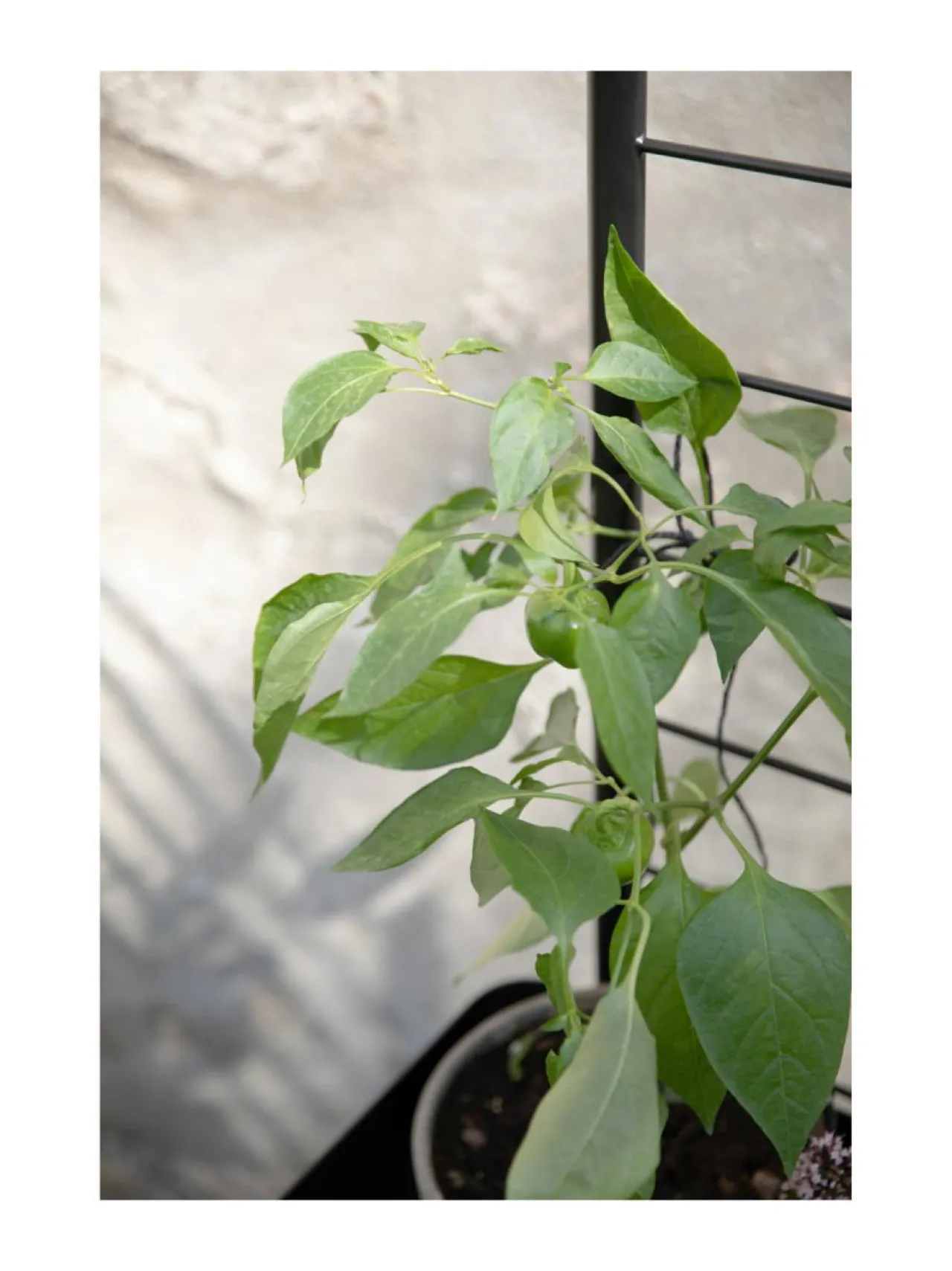 Ruukut & Istutusastiat|Eva Solo Outdoor Simply Grow tuki kasvilaatikoihin MUSTA