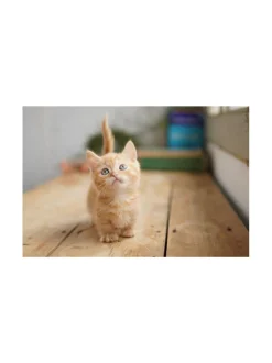 Kamerat|Sony FE 35mm f/1.8 -objektiivi